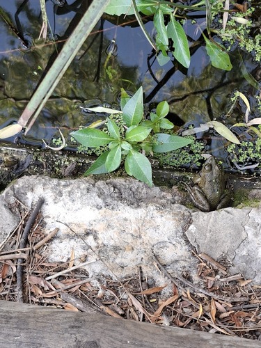 Marsh Frog