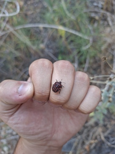 European Striped Shield Bug