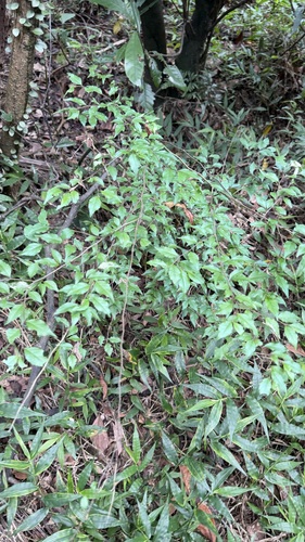 Ilex asprella, photograph 6