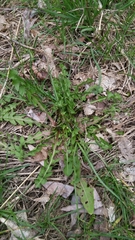 Taraxacum officinale