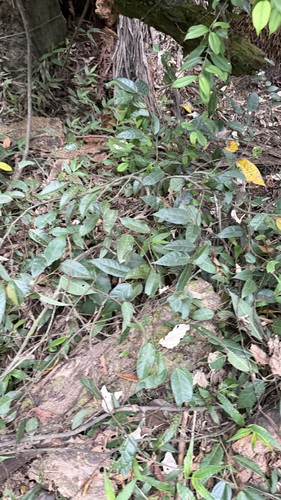 Ficus sarmentosa, photograph 4