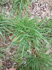 Poaceae