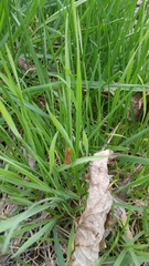 Pterygota