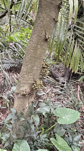 Ficus benguetensis, photograph 2