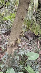 Ficus benguetensis, photograph (c) Kiwi Shen, some rights reserved (CC BY)