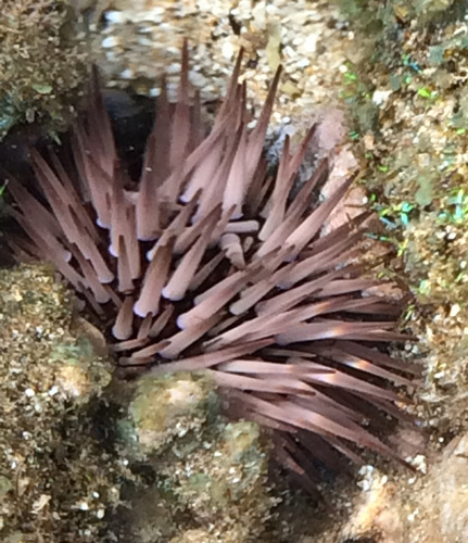 Indo-Pacific Rock-boring Urchin, photo 5 of 10
