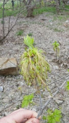 Acer negundo