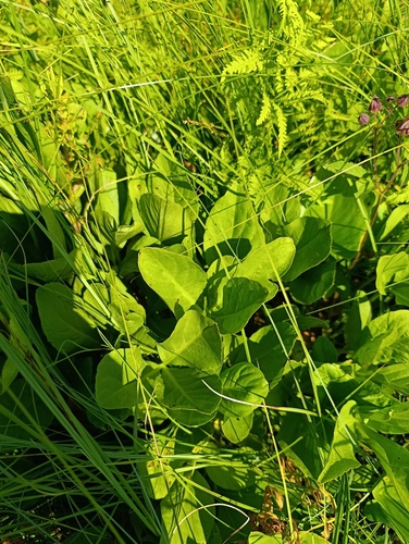Наблюдение на iNaturalist