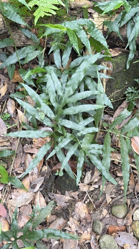 Leptochilus ellipticus, photograph 2
