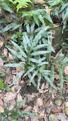 (c) Kiwi Shen, some rights reserved (CC BY) Leptochilus ellipticus, photograph (c) Kiwi Shen, some rights reserved (CC BY)
