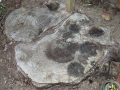 Metrosideros excelsa