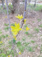 Acer negundo