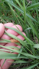 Pterygota