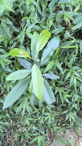Daphniphyllum pentandrum