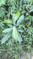 Daphniphyllum pentandrum