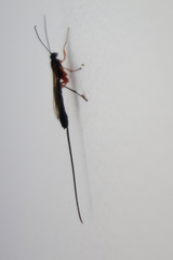 Dolichomitus mesocentrus