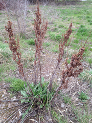 Rumex