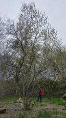 Acer negundo