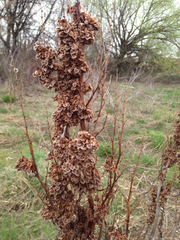 Rumex