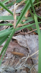 Pterygota