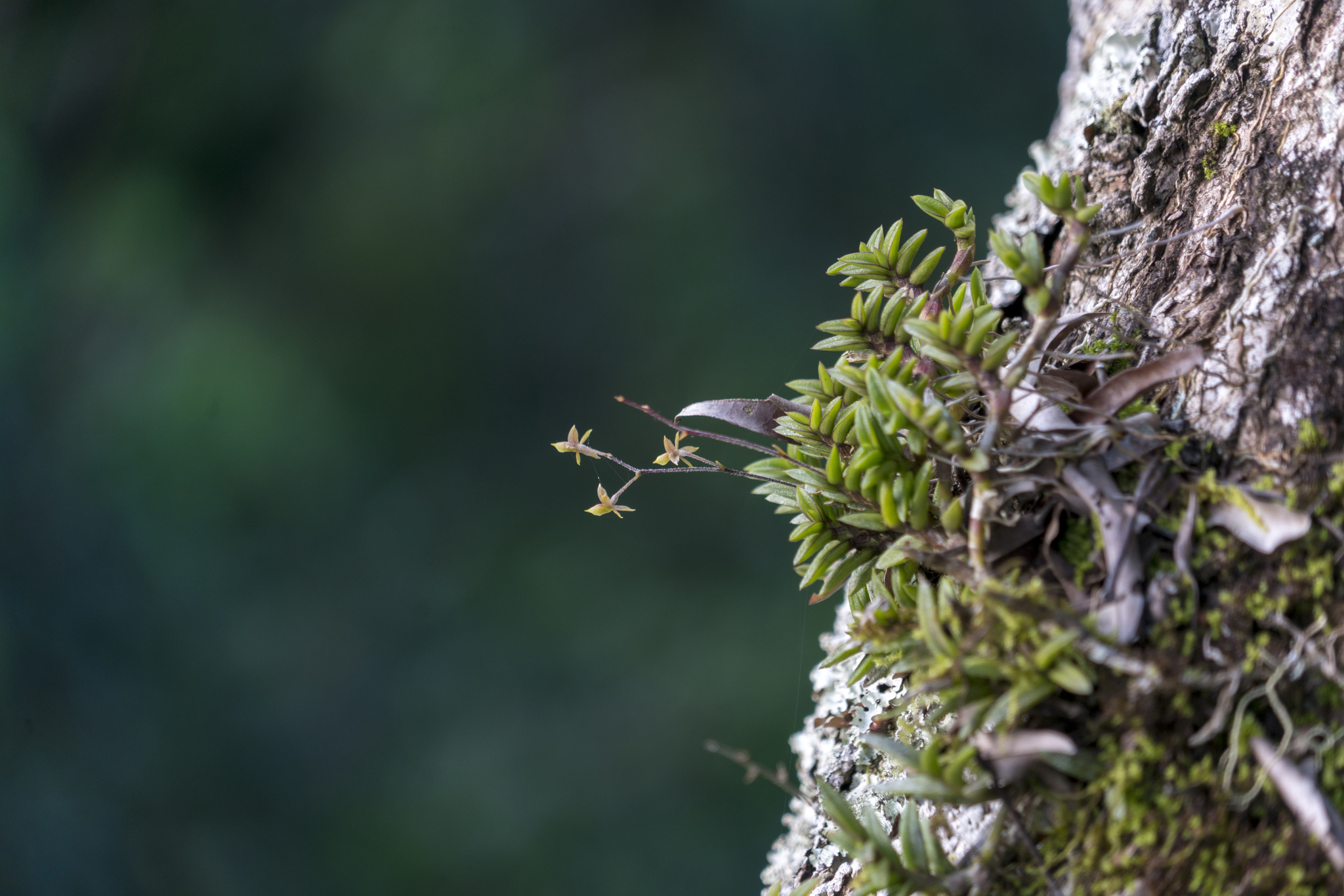 Epidendrum microphyllum Lindl. 3