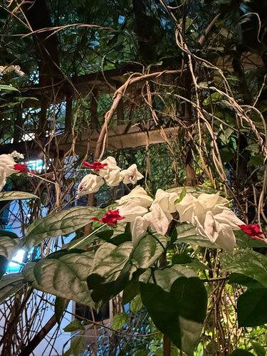 Bleeding glorybower
