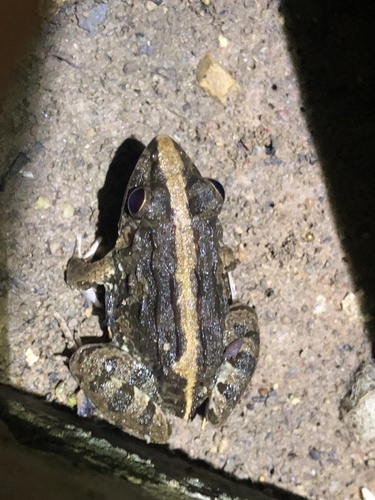 Paddy Field Frog