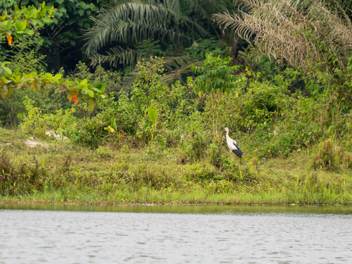 Asian Openbill