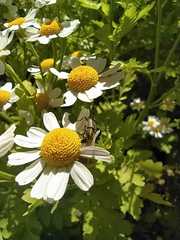 Astylus vittaticollis