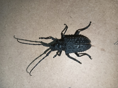 Aethalodes verrucosus