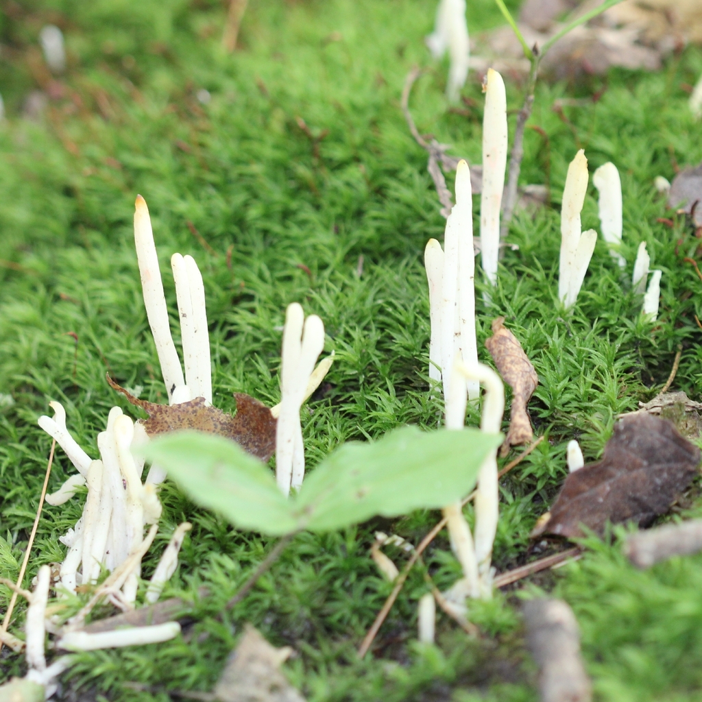 Fairy Fingers · July 2026 · photo: Photo: (c) adam1420, some rights reserved (CC BY) · iNaturalist