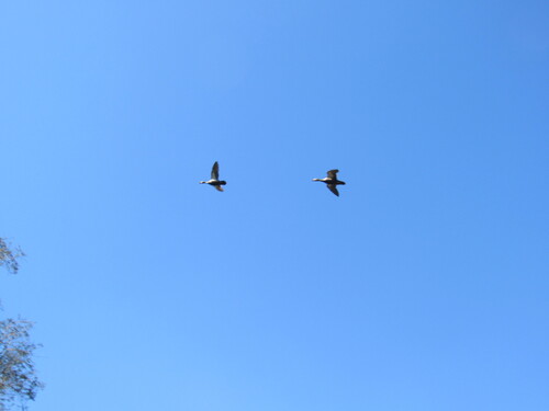 iNaturalist image