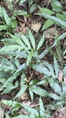 Leptochilus ellipticus