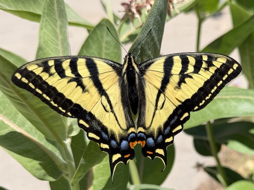 Western Tiger Swallowtail
