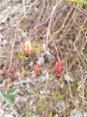 Rosoideae