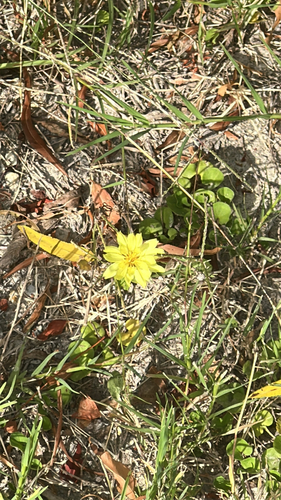Pyrrhopappus pauciflorus observed 2026-07-05