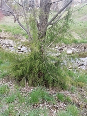 Tracheophyta