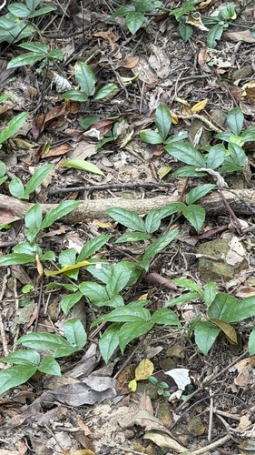 Tetrastigma hemsleyanum