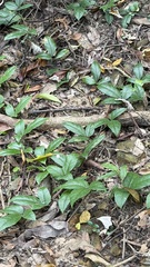 Tetrastigma hemsleyanum