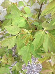 Acer negundo interius