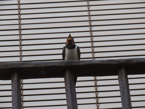 Barn Swallow