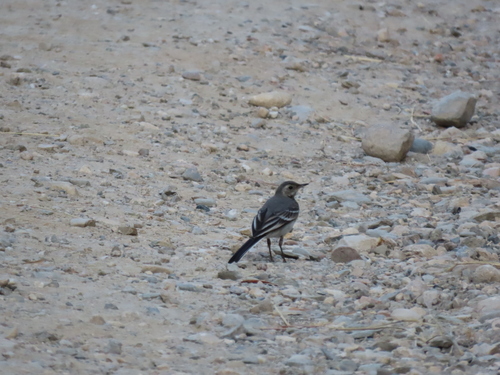 White Wagtail