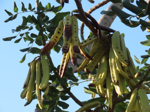 carob tree