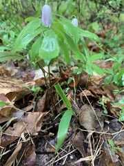 Anemonoides lancifolia