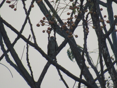 Cardinal Woodpecker