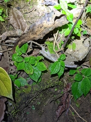 Boehmeria pilosiuscula