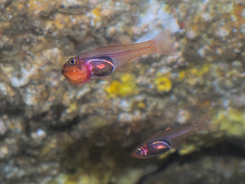 Glassy cardinalfish (Cercamia eremia) — Apogonidae — 5