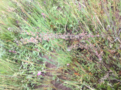 Thysanocarpus curvipes