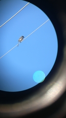 Aphelocoma californica