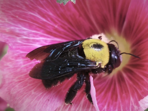 Pubescent Carpenter Bee